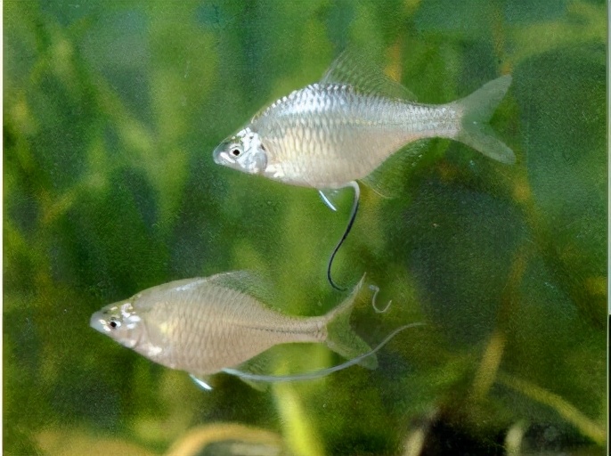 中国淡水鱼图集一489