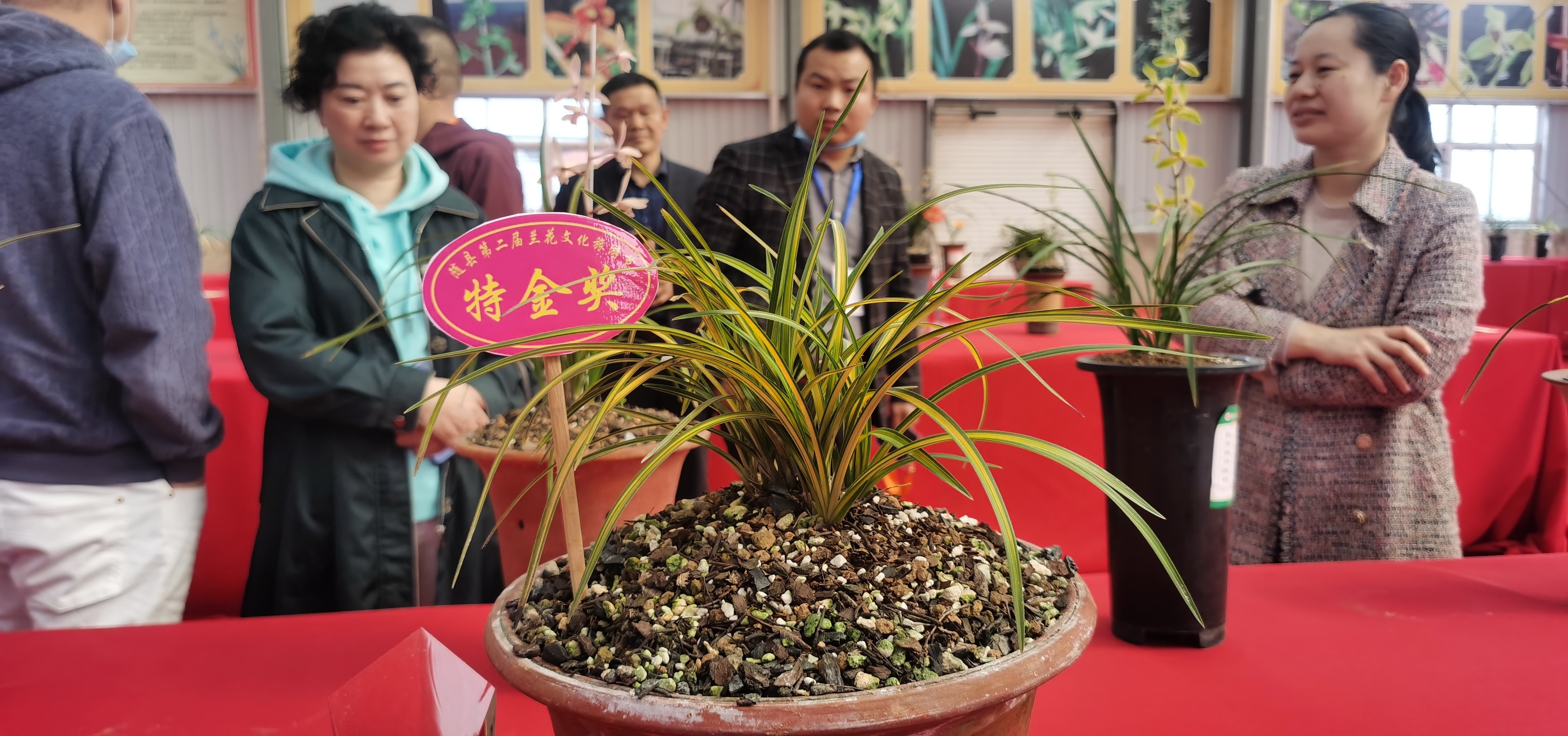 全国兰花爱好者齐聚随县“赏兰”