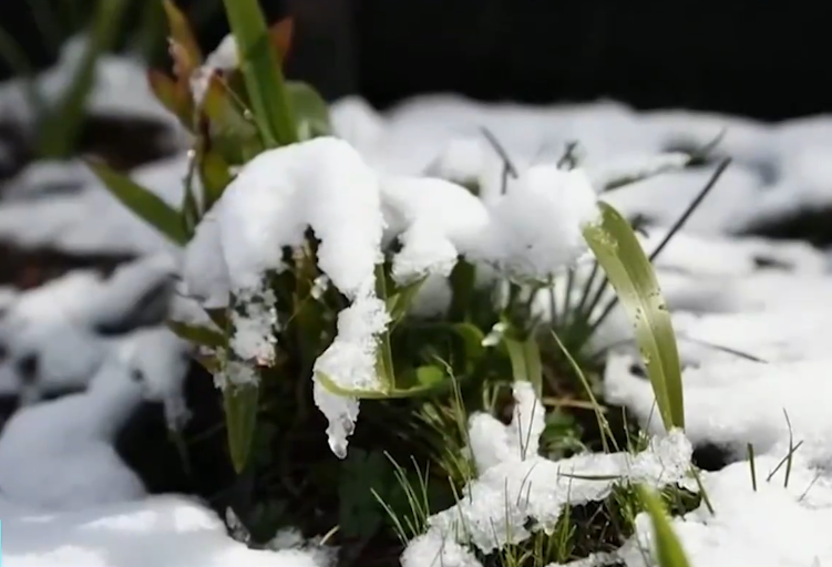 地球咋了？格陵兰岛每天融冰80亿吨，南极温度升高再现“西瓜雪”