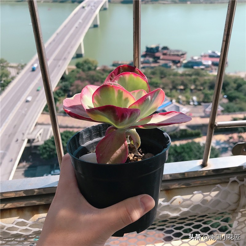 彩虹色 多肉 11月惊艳了邻居 它有 百万化妆师 南国小花匠 Mdeditor