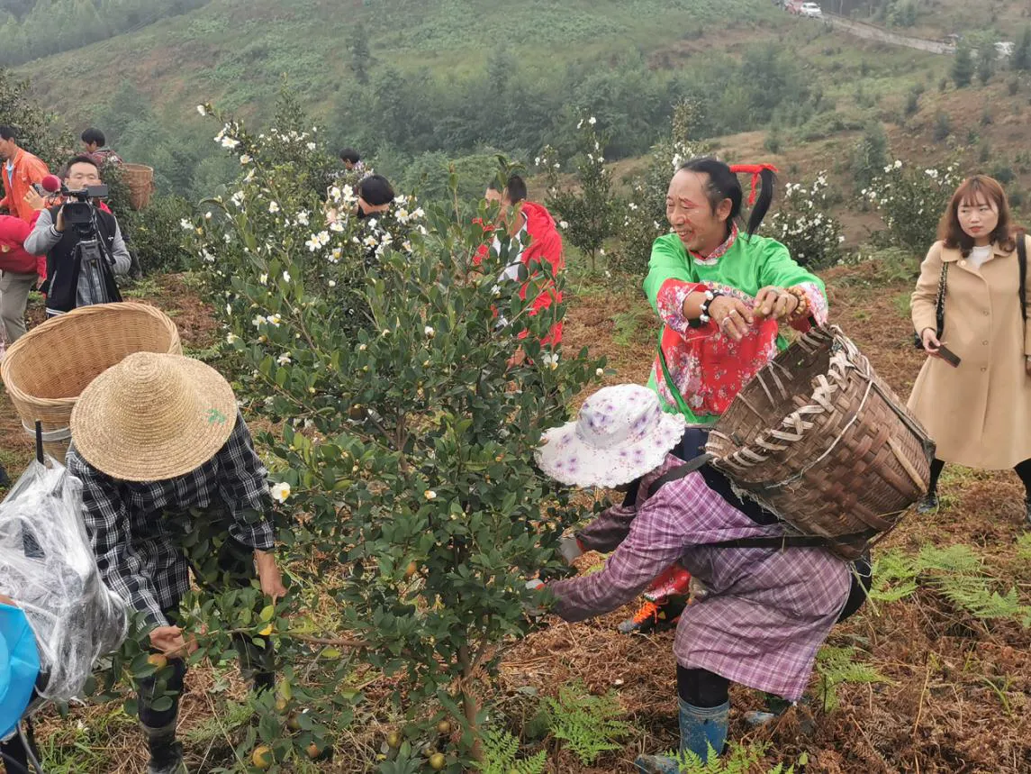杰心集团第二届油茶采摘节举行 产业引领助农增收