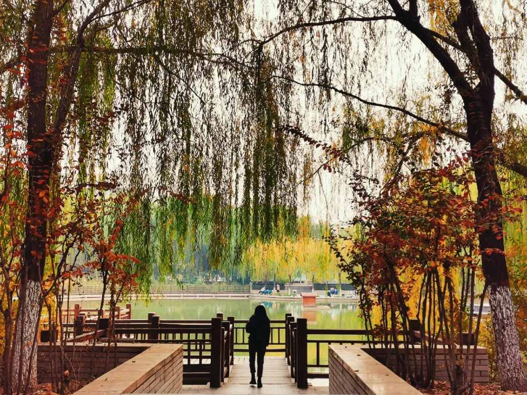 河北各高校秋景来了,有你的校园记忆吗?
