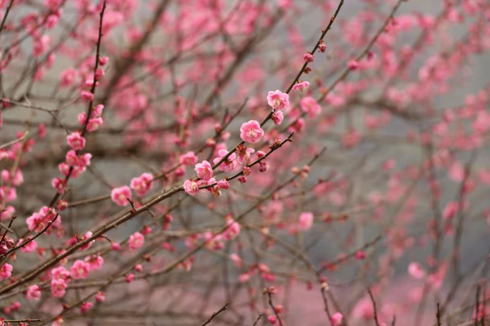 宁波赏春，伴着初春的暖阳踏青赏花，一起沉浸在浪漫的花海里