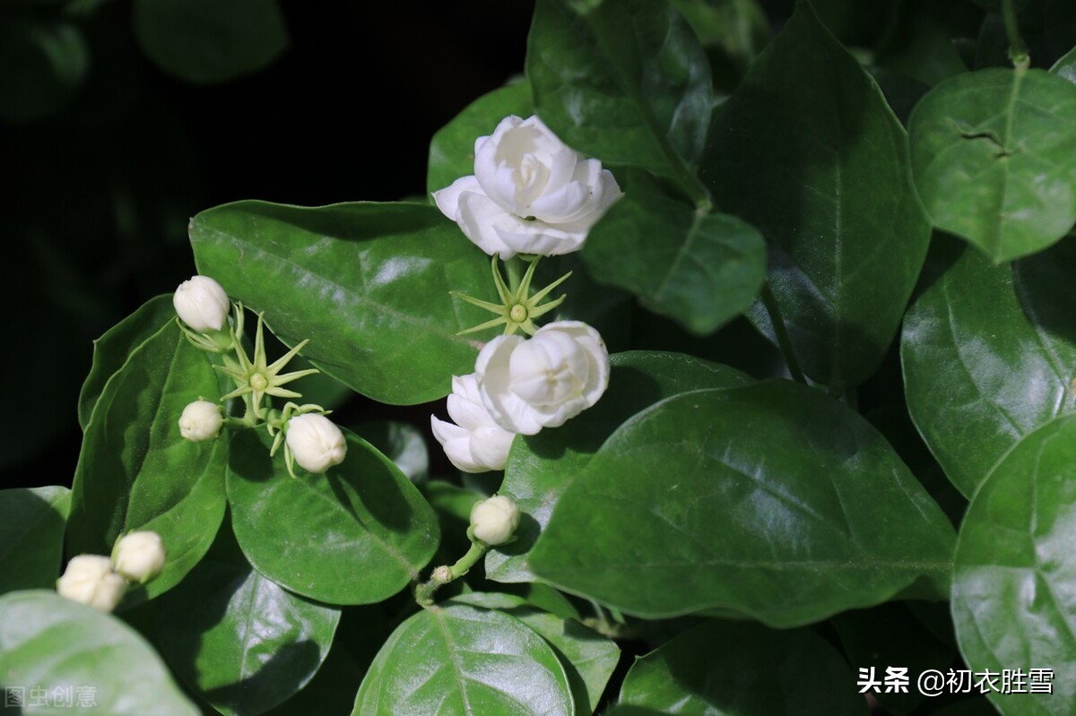 夏花茉莉美诗八首赏读：著人茉莉花如雪，茉莉心香细雨天-第3张图片-诗句网