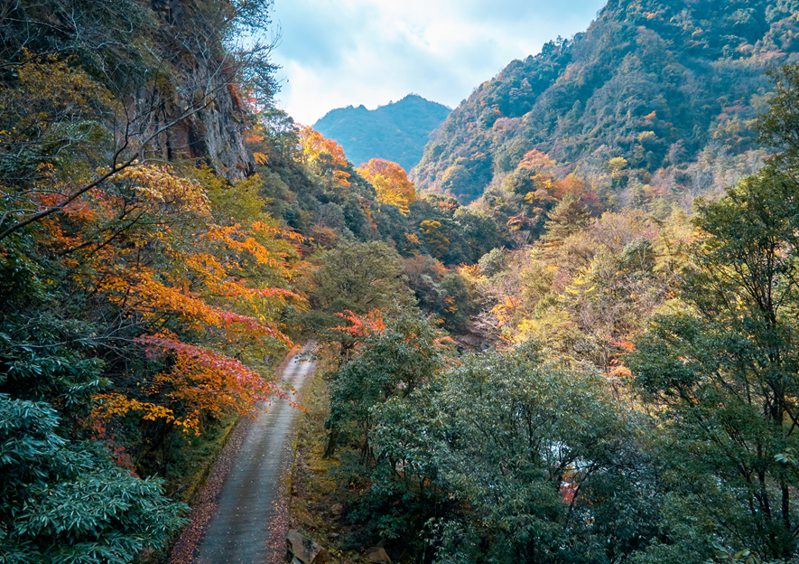 四川|媲美光雾山！平武这条沟，藏着一个惊艳的彩林秘境！