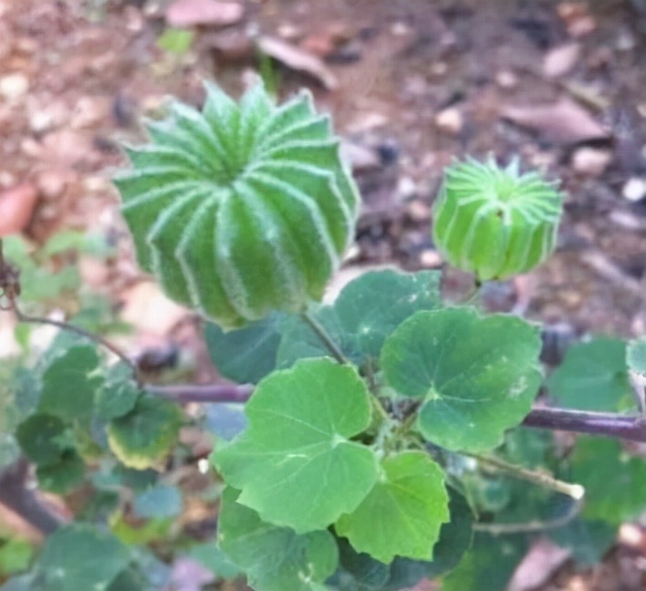 一种 野草 养成盆栽 学医的朋友一看太高兴了 这功效极其少见 资讯咖