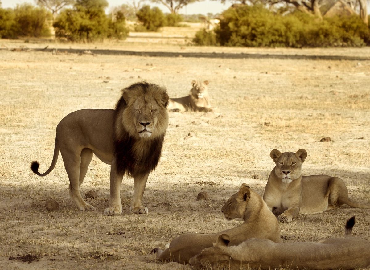 有虎無獅、有獅無虎的猛獸分布格局，是如何自然形成的？