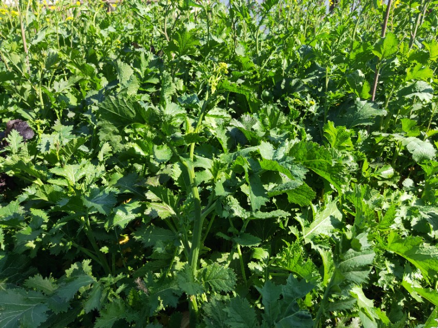 野生芥菜：既可腌制又可榨油，高产优质栽培技