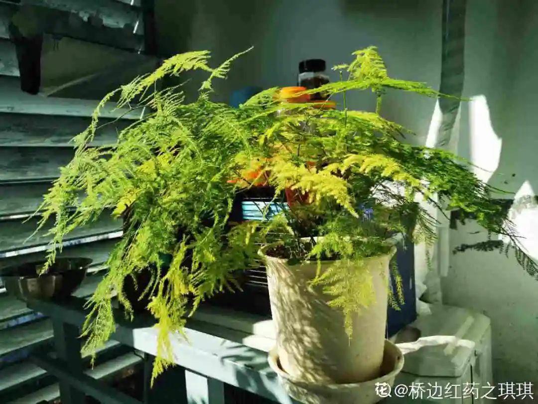 春天不能晒的花，越晒越丑，放阴凉地儿，反倒漂亮