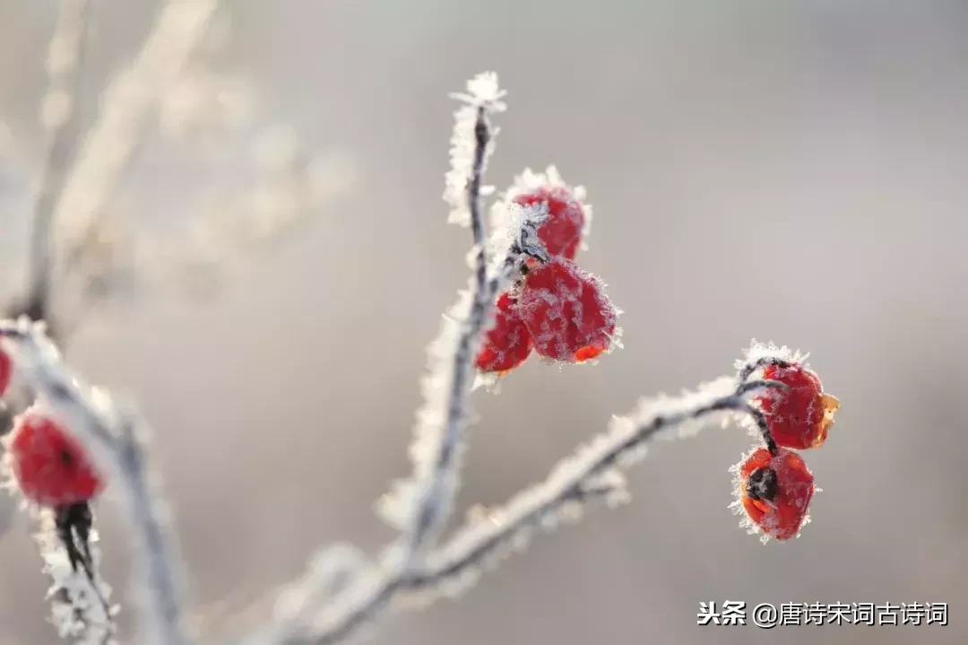 冬天，在诗词的世界里美得任性！一起在诗词中感受冬日之美-第7张图片-诗句网