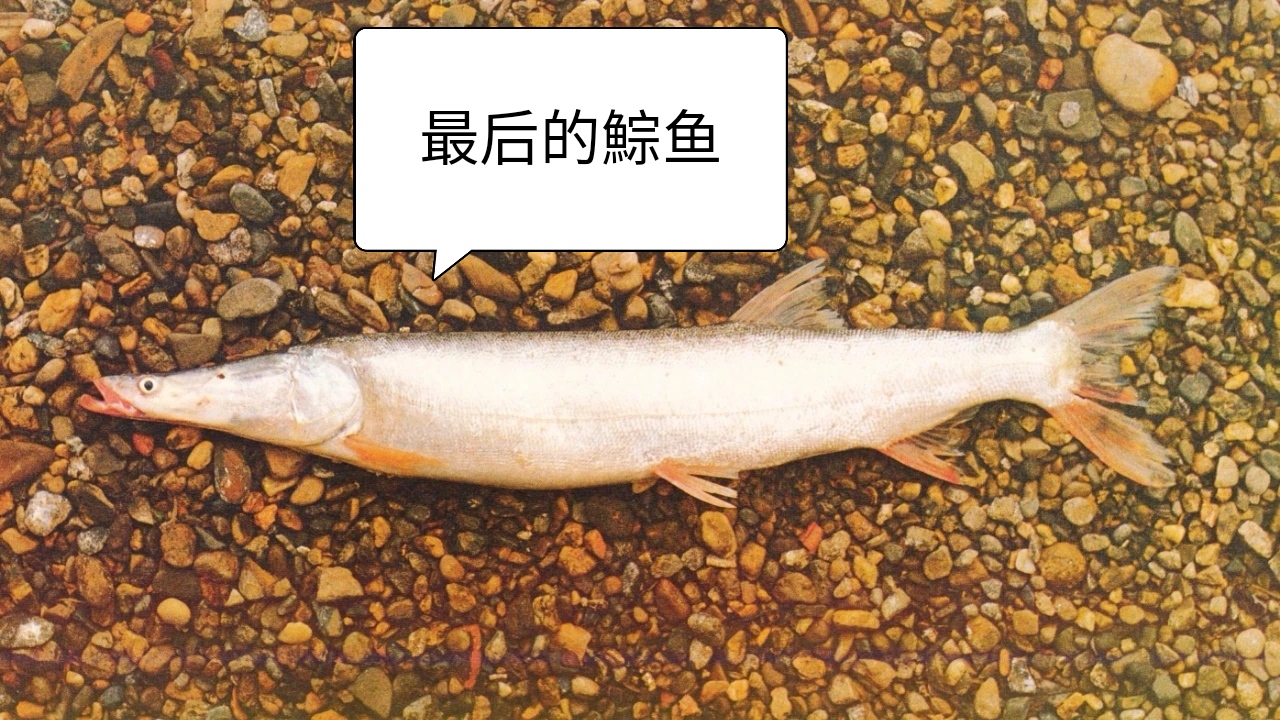 珠江的“救贖”：羅非魚“上位”20年，珠江鰣魚陷入絕境？