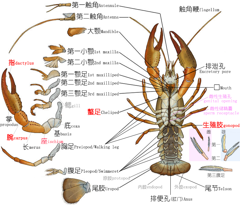 小龙虾品种介绍大全图片