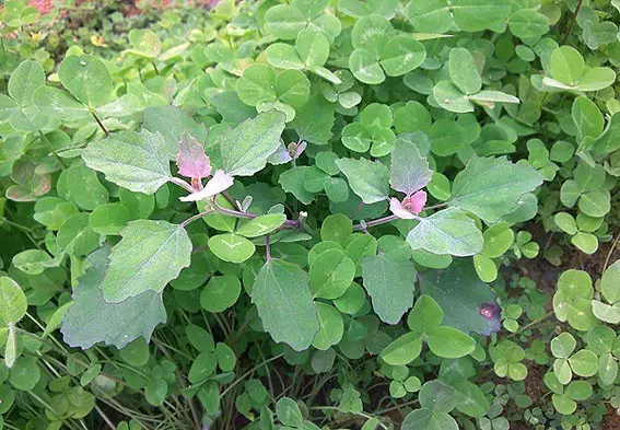 農村常吃的40種· 野菜，能治病能解饞，你吃過幾種呢？