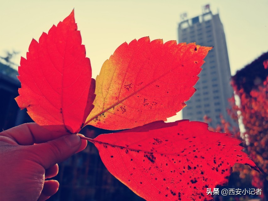 西安小记者青少年摄影活动