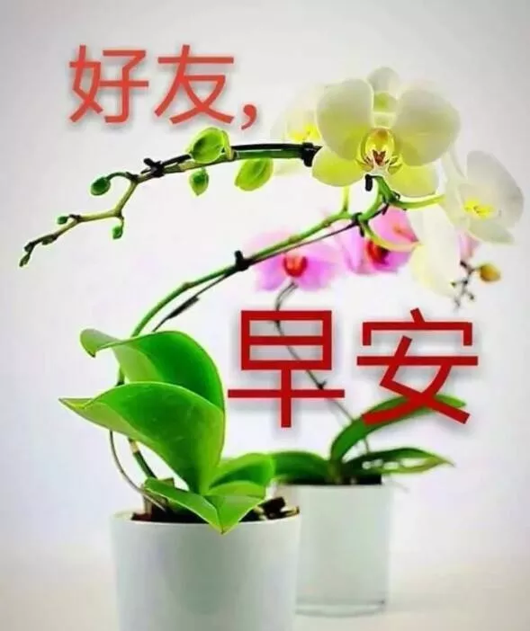 2021最美早上好问候语短信祝福带图片 朋友圈新版早晨好动态图片图片