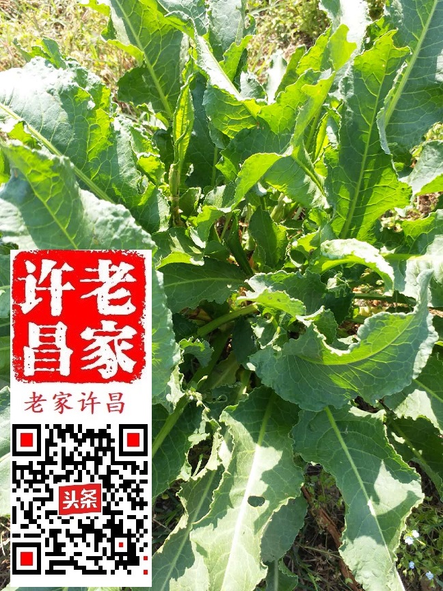 中医药文化的发源地：嵩山一大片，不如逍遥一个观