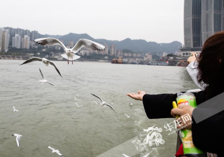 重庆两江交汇处成红嘴鸥乐园 这些待客之道需知道