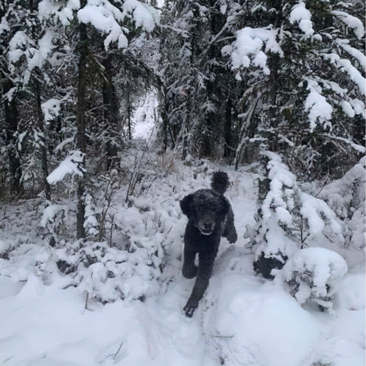 错觉图：是狗还是背着包的人，全球网友意见不