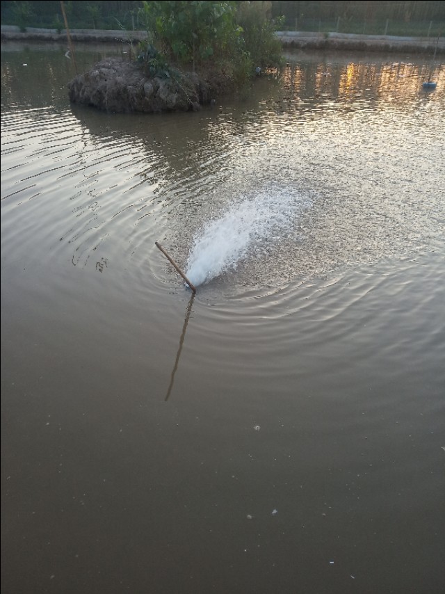 小龙虾养殖的矛盾统一面:静水养肥，流水蜕壳，如何合理调控