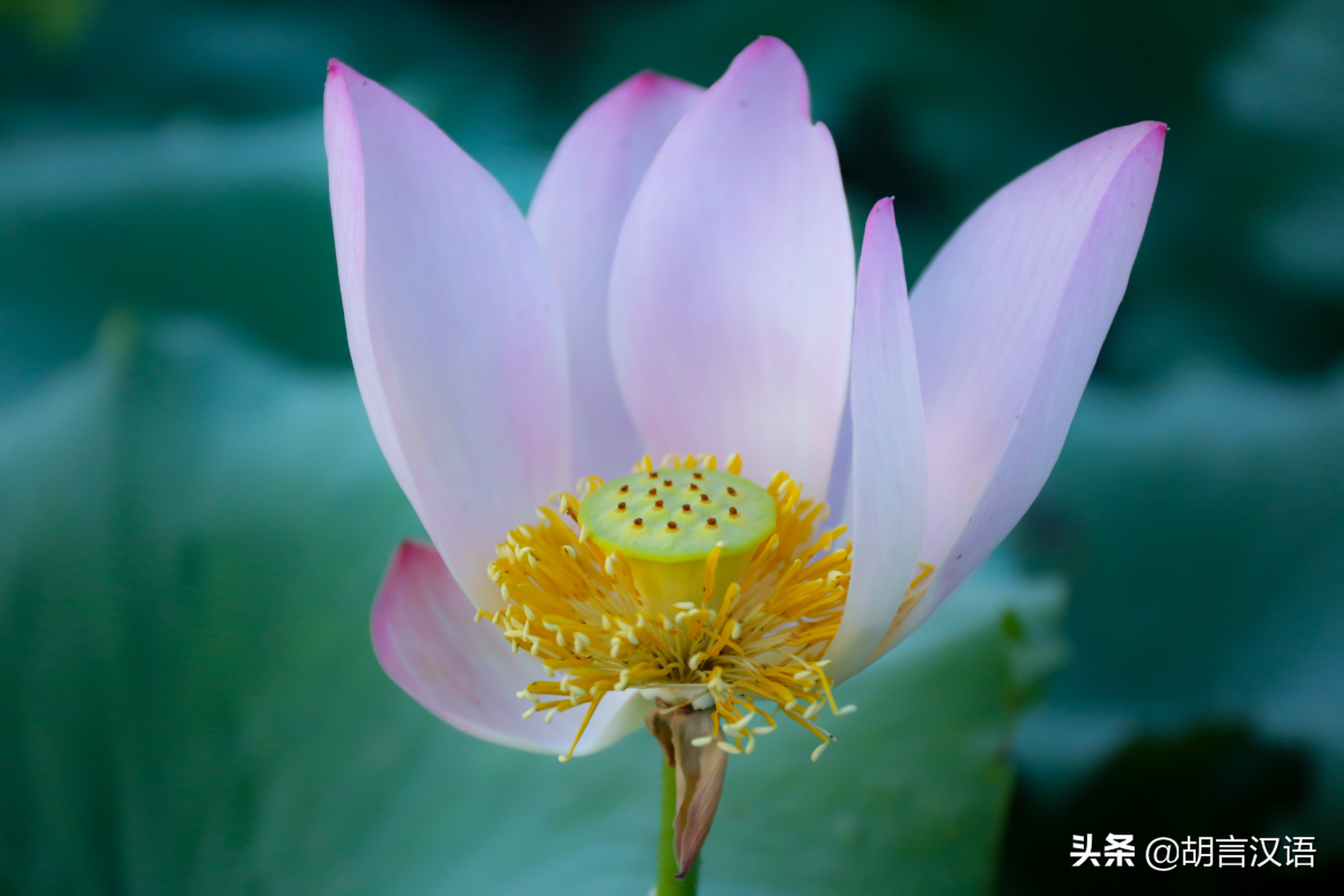 一花一世界，水中君子——荷花； 不染不妖的莲花；