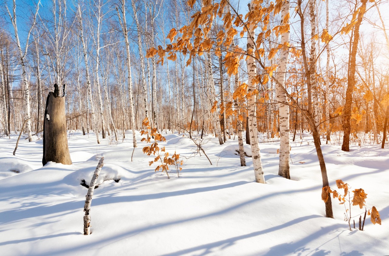 8首冬日诗词，写尽冬日之美：岁月寒凉，因你温暖-第5张图片-诗句网