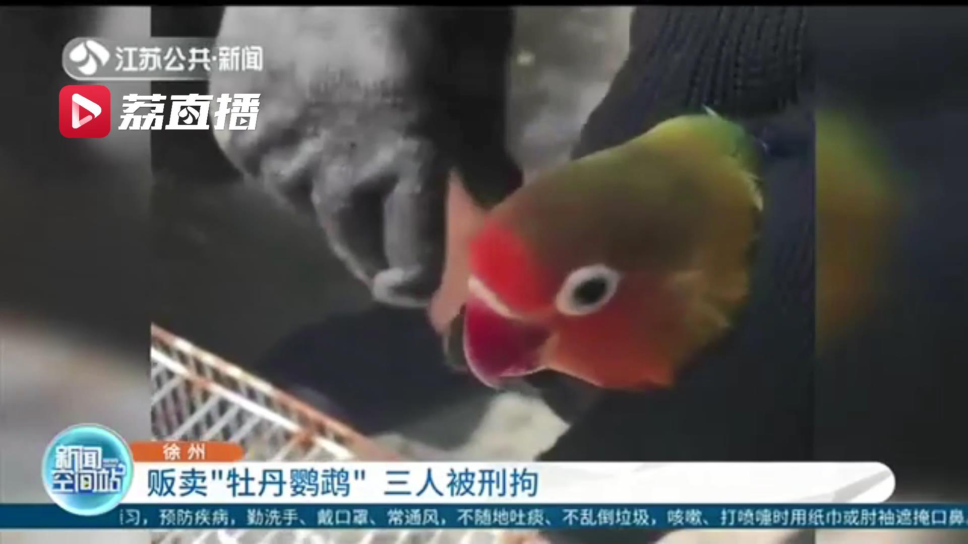 贩卖的鹦鹉是国家二级保护动物 还建了不小的鸟类养殖场 三人被刑拘