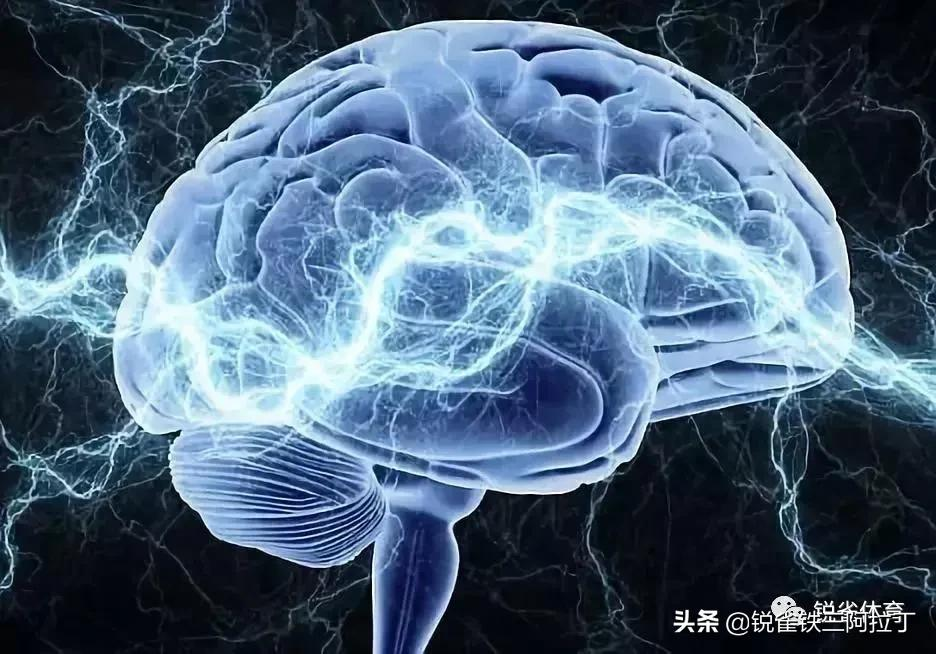 体内激素是如何指挥你运动的