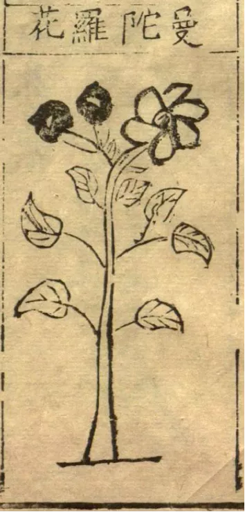 本草綱目 故事 曼陀羅花善麻醉 Psm藥盾公益 Mdeditor