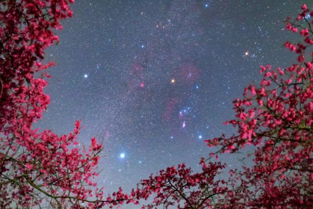 靜謐的夜色中，看花與星空的對話