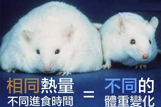 减肥千万不要少食多餐 这个方法让你暴瘦 藤校妈闯钻石国 Mdeditor