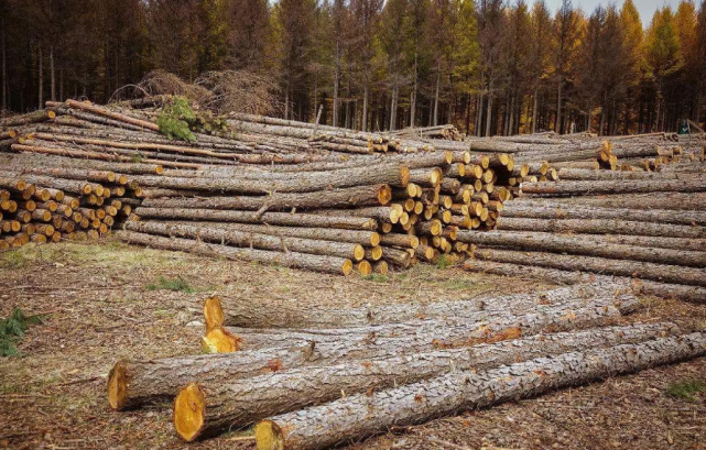 一次打到痛，中國再叫停兩家澳企進口，網友：給莫里森的聖誕禮物