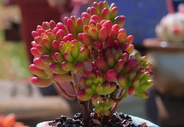 多肉中的 爆盆王 一不小心就紅葉出盆 好養又漂亮 真喜人 妍小捌 Mdeditor