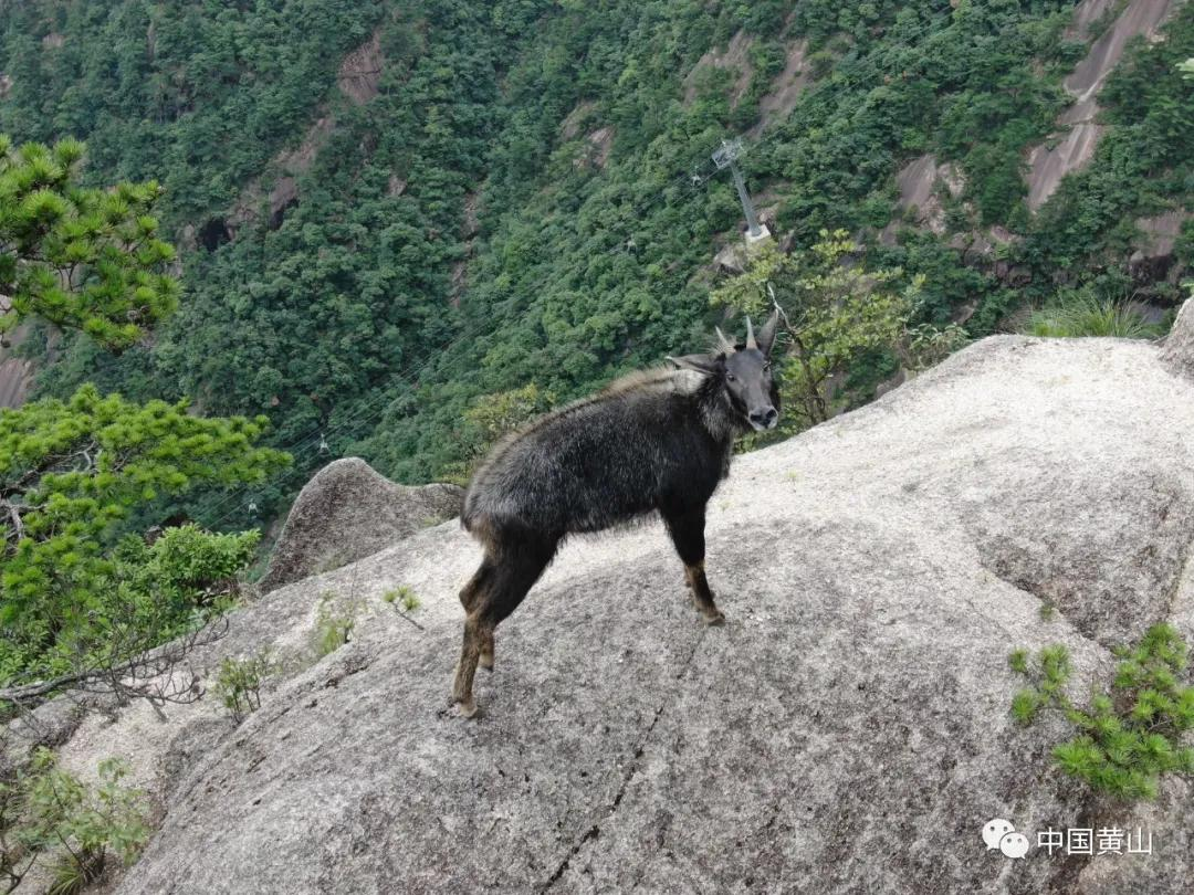 世界野生動植物日|黃山,萬物生靈繁衍生息的天堂