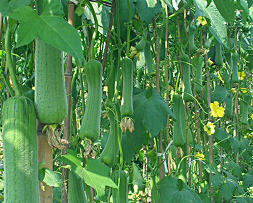 邻居家年年种植这种肉香瓜，一亩卖一万五，你也可以