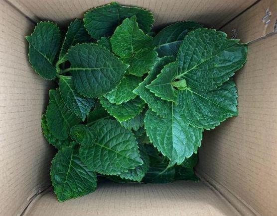 网购花卉易“受骗”，生气又费钱？教你3点别再“看走眼”