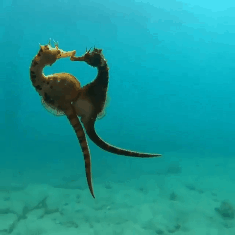 唯一雄性怀孕生崽的物种刚生完又得怀雄海马太难了