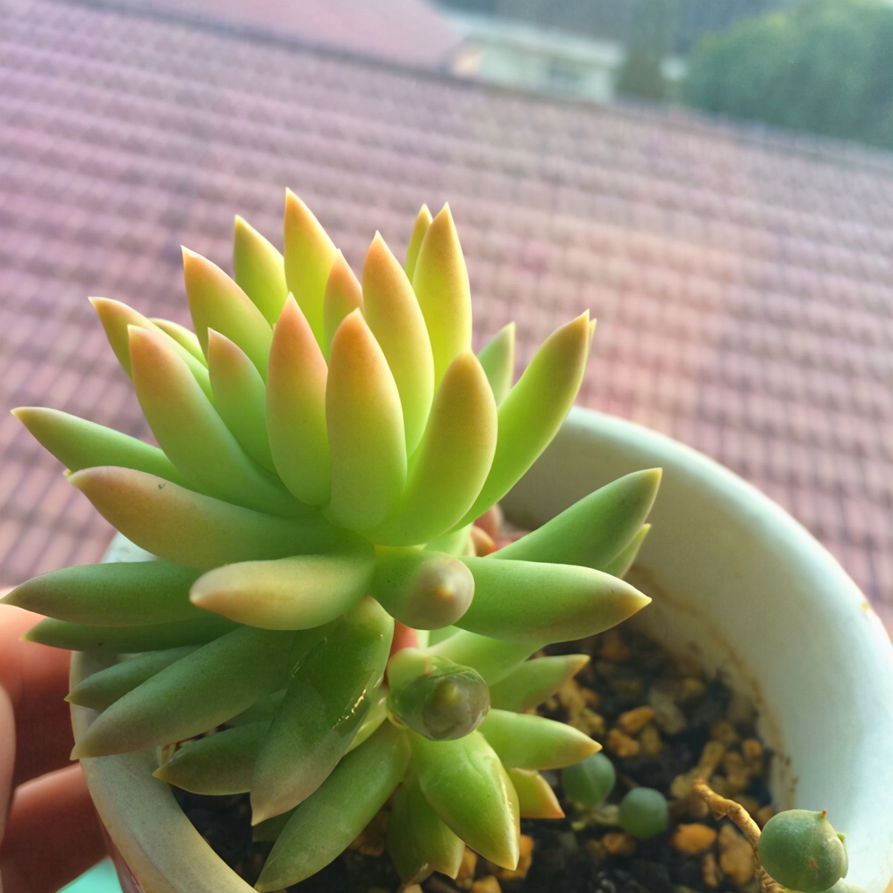 简介千佛手 十字星锦 铭月 筒叶花月 若歌诗 神童 Mp头条