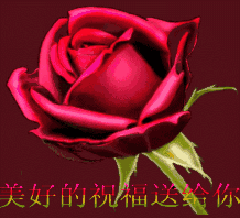 最新端午节祝福一句话 端午祝福语2021图片