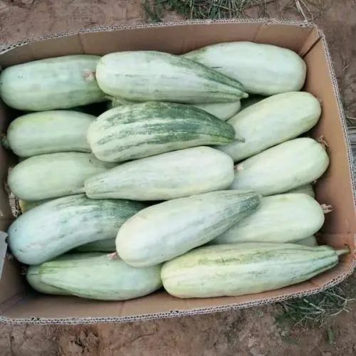 Food Raiders丨Inventory of the "strange" food encountered during the trip to Inner Mongolia, Shanxi