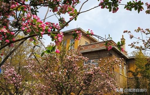 春暖花开阴霾散，清明赏樱登泰山。