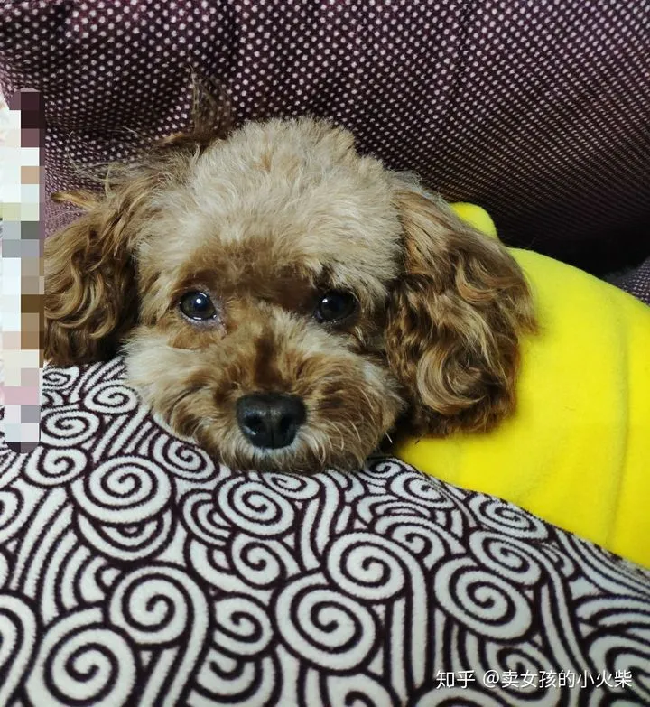 狗狗换了新主人后，会觉得伤心吗？