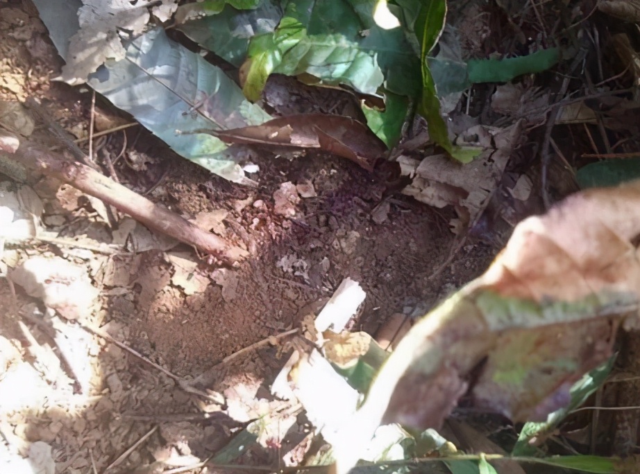 6岁女童遭30岁男子殴打侵犯后杀害，家人寻找2天水渠中发现尸体，嫌犯试图逃跑被警方抓获