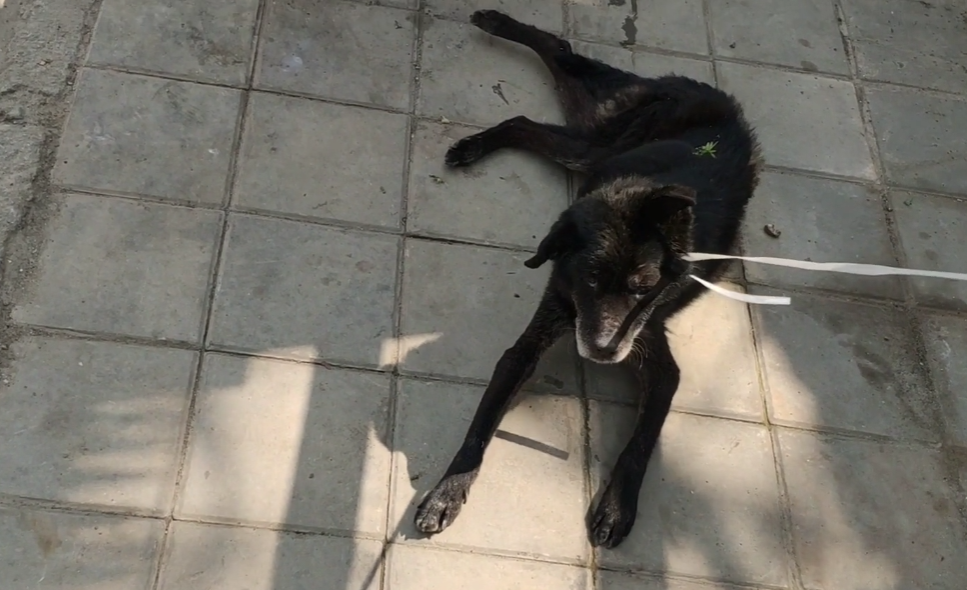 安徽：生病老狗拴着绳子，被遗弃路旁，狗狗只能无助躺在垃圾箱旁