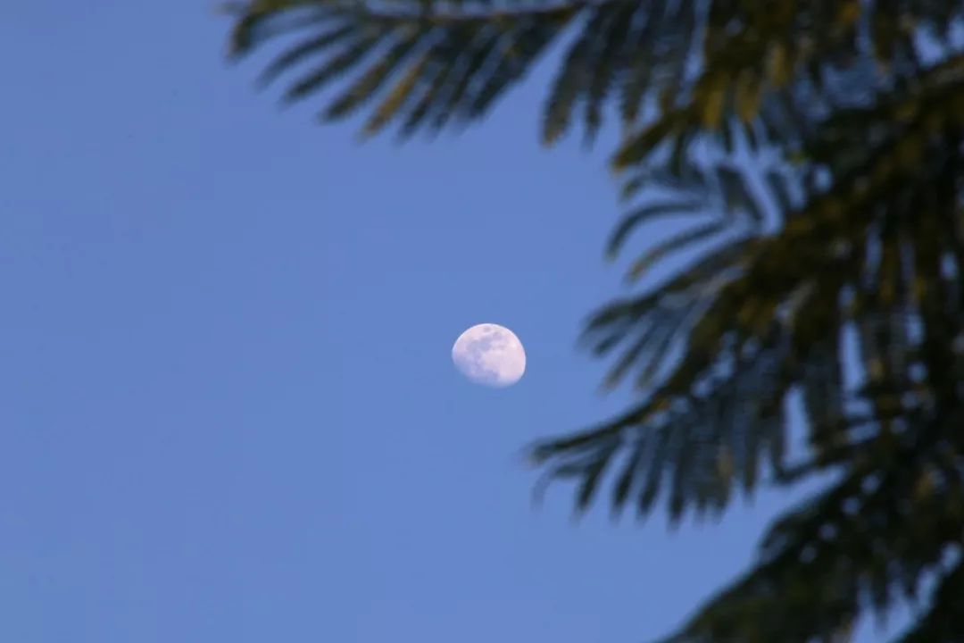 28首最美唐诗，带你领略古诗中的四季之美-第11张图片-非凡网