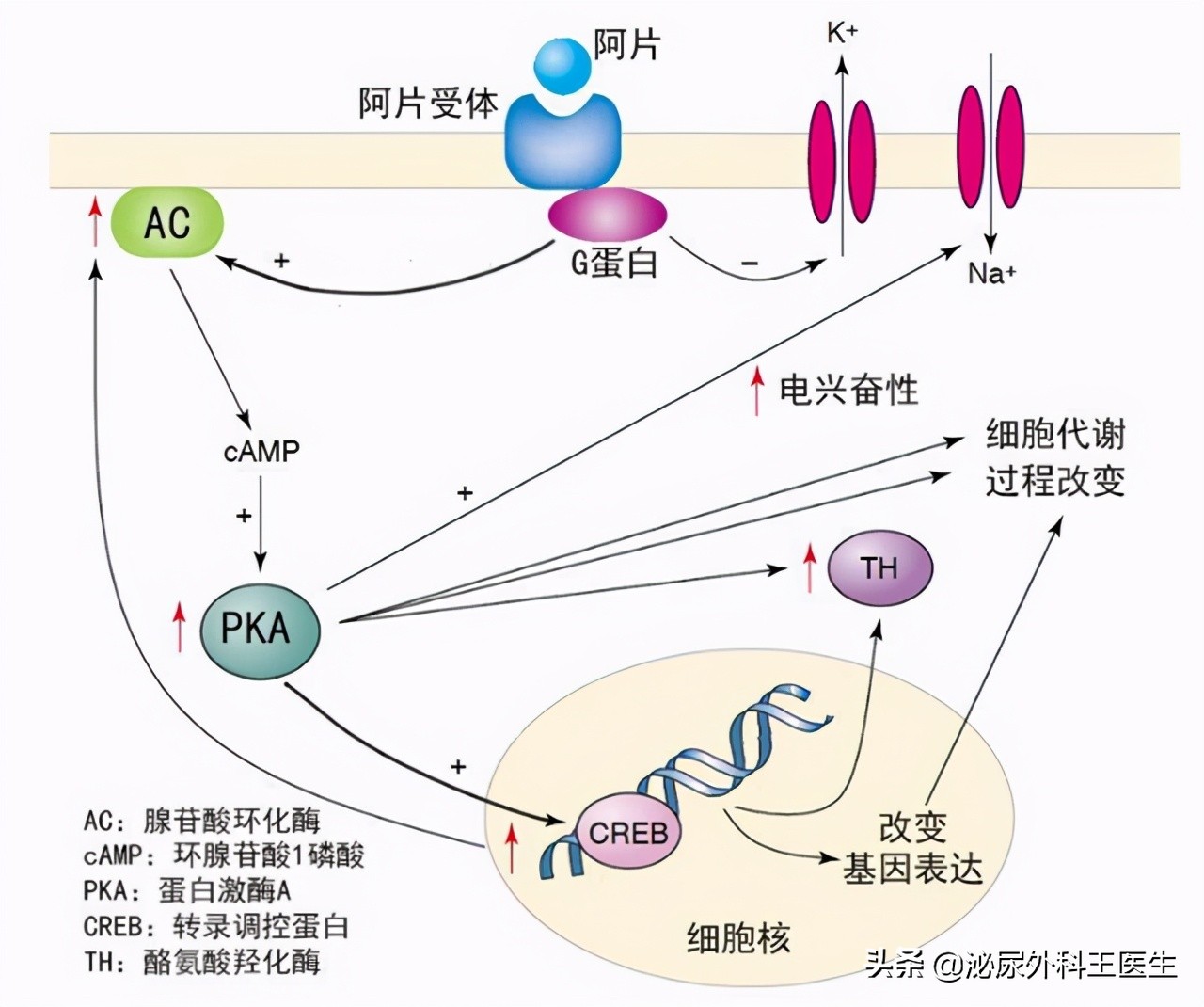 甘草片价格便宜，效果明显，深受百姓欢迎，为何会成为&ldquo;禁药&rdquo;？