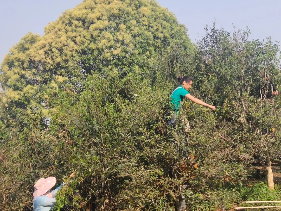 贺开古茶园春茶开采,隔着屏幕都能闻到茶香