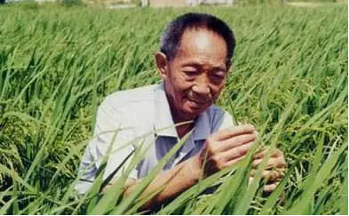 91岁袁隆平去世，5分钟回顾“杂交水稻之父”的一生-第6张图片-大千世界