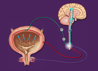 喝水後多久排尿，說明腎臟很健康？ 醫生：結合尿量判斷更可靠