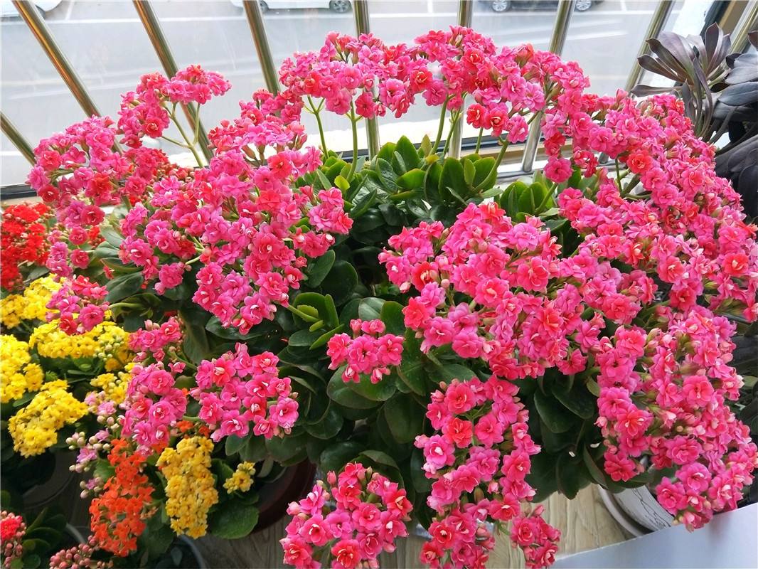4種“老人花”，養一盆健康長壽，寓意好，空氣清新，睡覺香