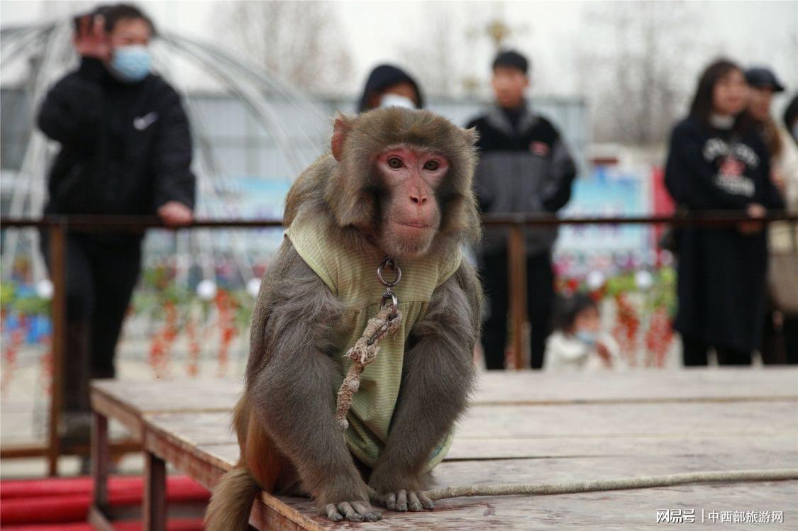 新春祈福哪里去，中国月季园欢迎你